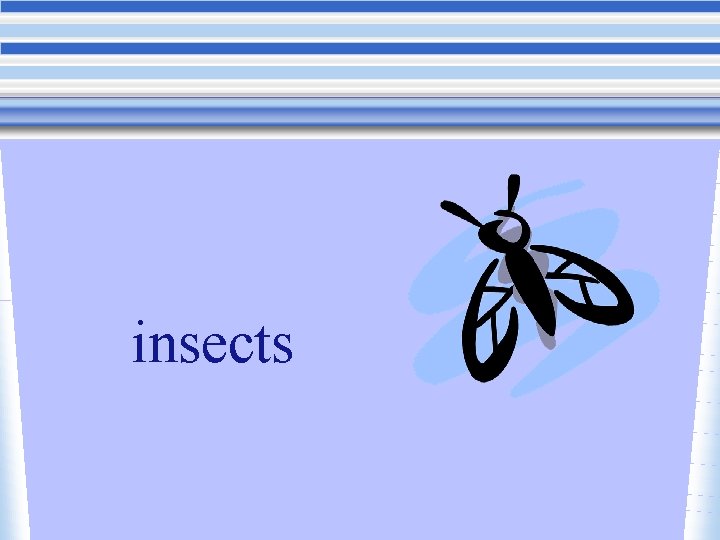 insects 