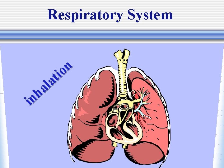 Respiratory System n it o a l a h in 