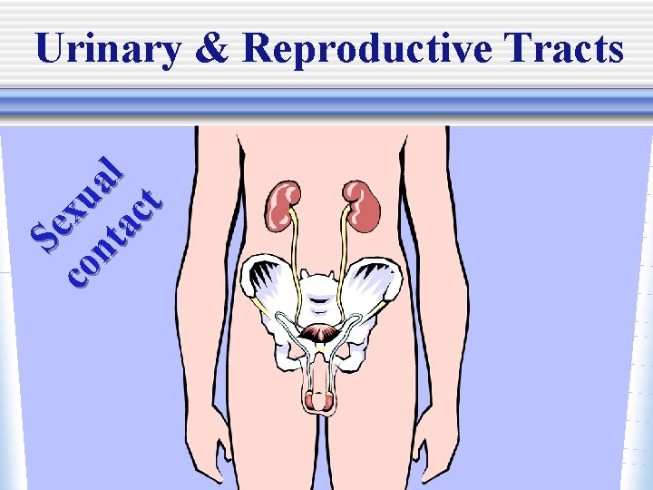 Se c o xu n t al ac t Urinary & Reproductive Tracts 