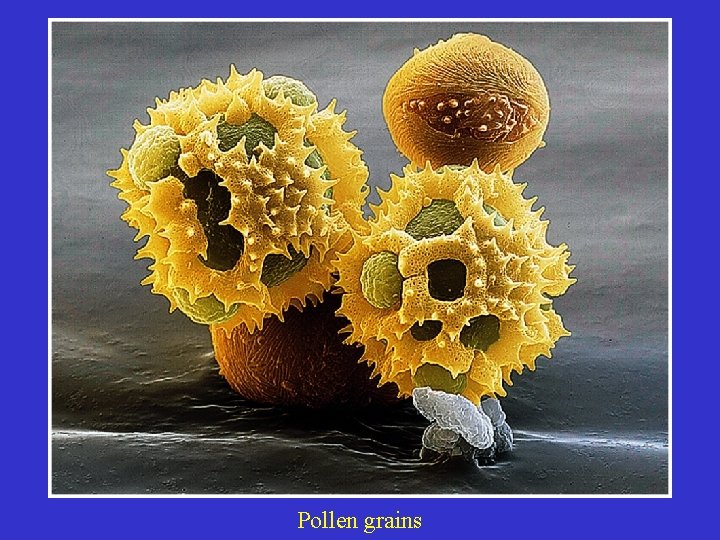 Pollen grains 