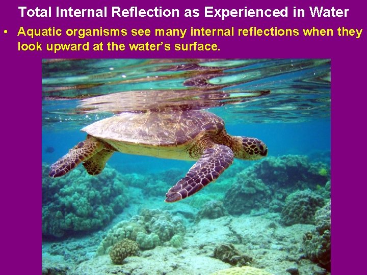 Total Internal Reflection as Experienced in Water • Aquatic organisms see many internal reflections