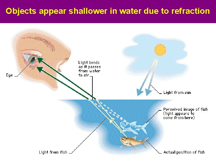 Objects appear shallower in water due to refraction • A 