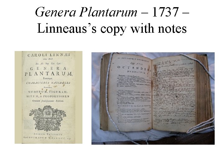 Genera Plantarum – 1737 – Linneaus’s copy with notes 