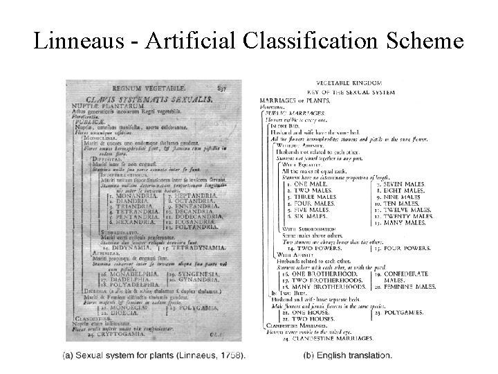 Linneaus - Artificial Classification Scheme 