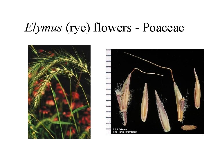Elymus (rye) flowers - Poaceae 