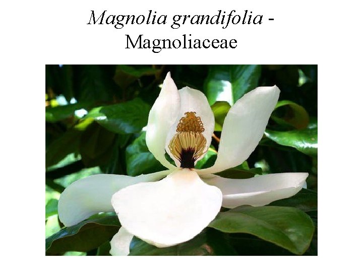 Magnolia grandifolia - Magnoliaceae 