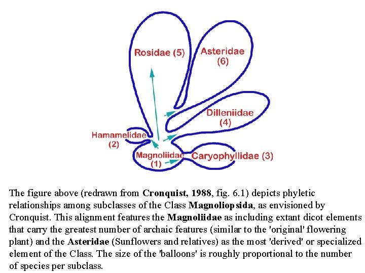 The figure above (redrawn from Cronquist, 1988, fig. 6. 1) depicts phyletic relationships among