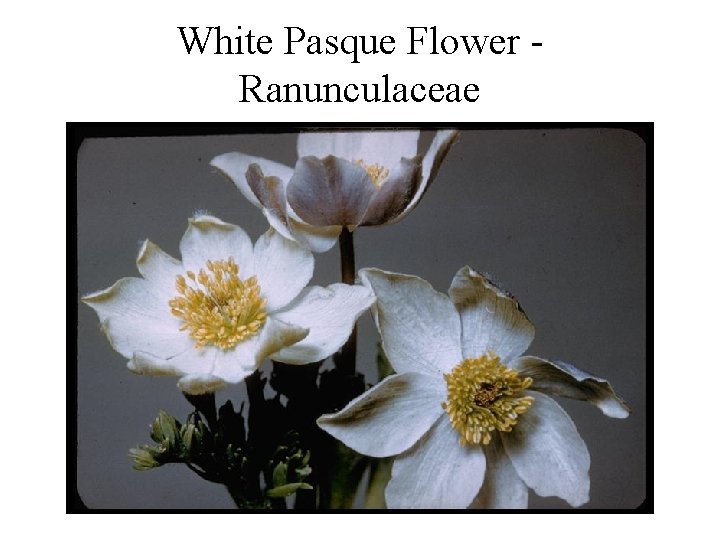 White Pasque Flower Ranunculaceae 