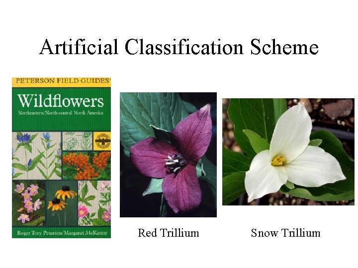 Artificial Classification Scheme Red Trillium Snow Trillium 