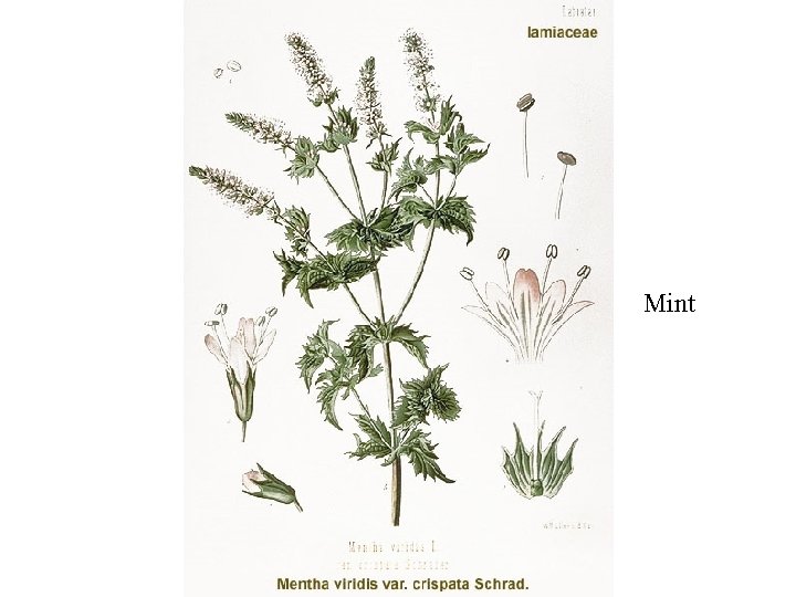 Mint 