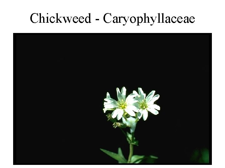 Chickweed - Caryophyllaceae 