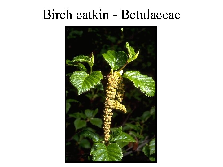 Birch catkin - Betulaceae 