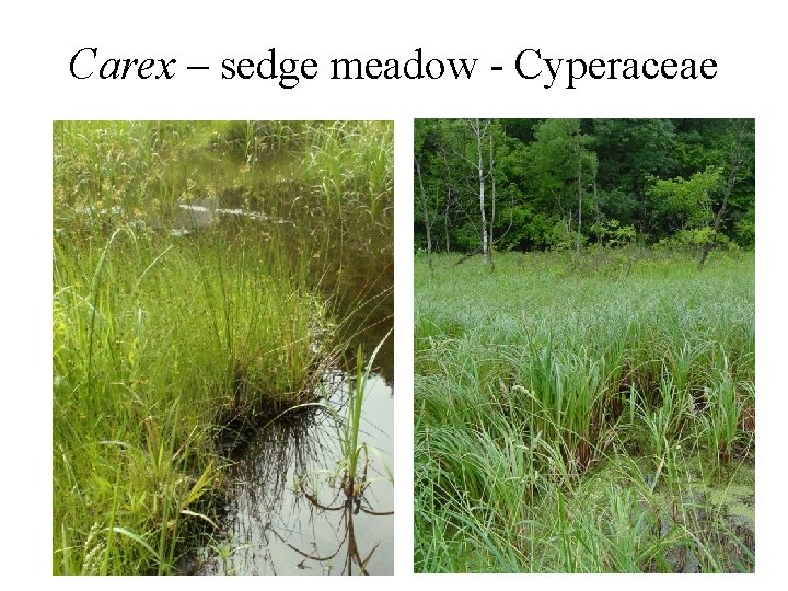 Carex – sedge meadow - Cyperaceae 