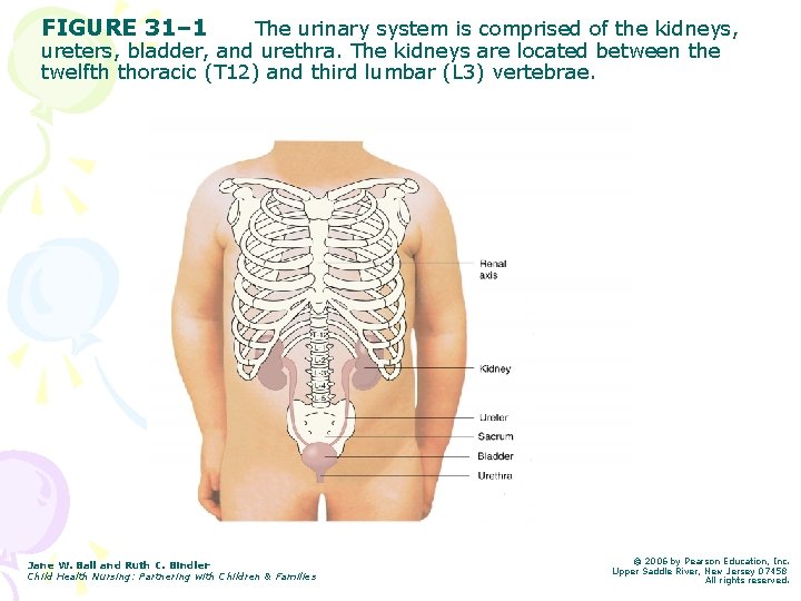 FIGURE 31– 1 The urinary system is comprised of the kidneys, ureters, bladder, and
