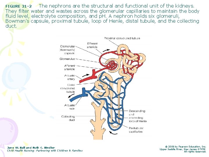 The nephrons are the structural and functional unit of the kidneys. They filter water