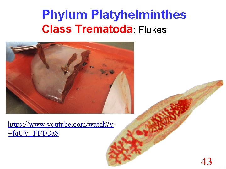 phylum platyhelminthes class trematoda)