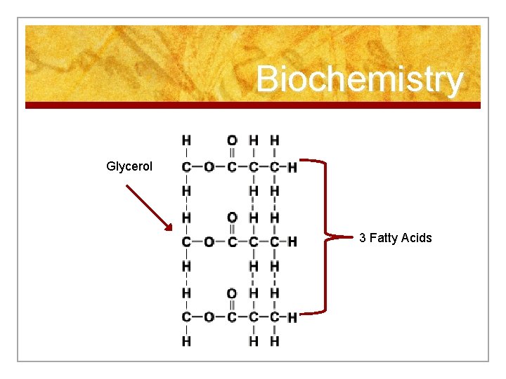 Biochemistry Glycerol 3 Fatty Acids 