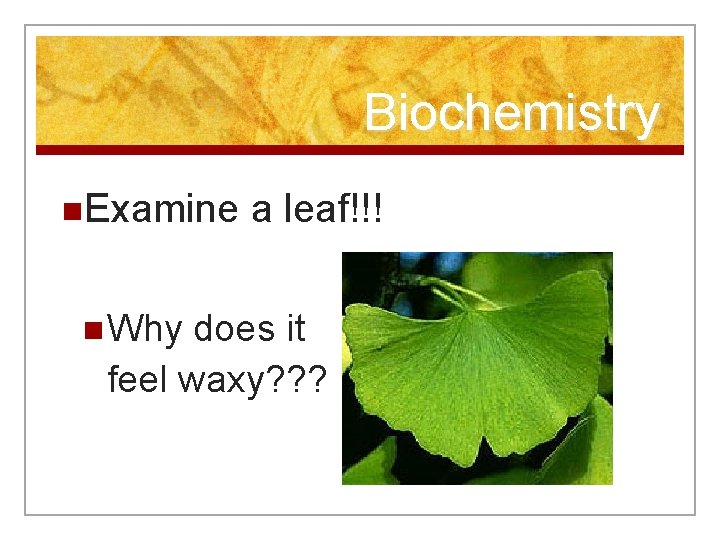 Biochemistry n. Examine a leaf!!! n Why does it feel waxy? ? ? 
