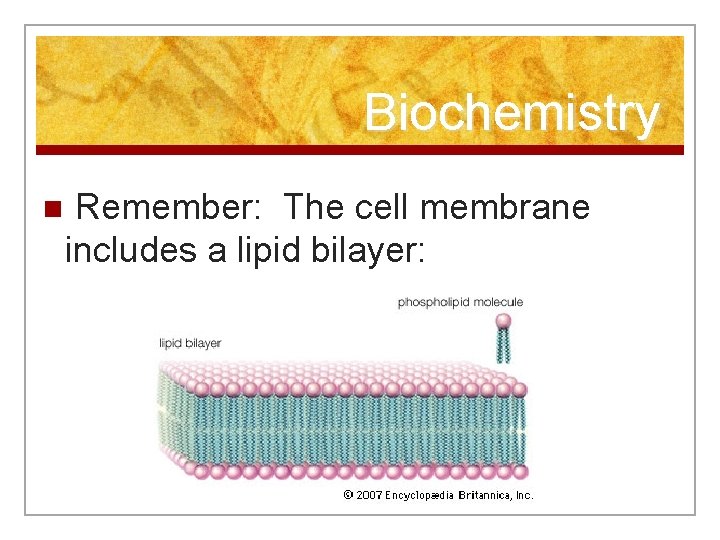 Biochemistry n Remember: The cell membrane includes a lipid bilayer: 