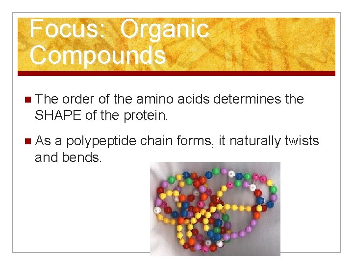 Focus: Organic Compounds n The order of the amino acids determines the SHAPE of