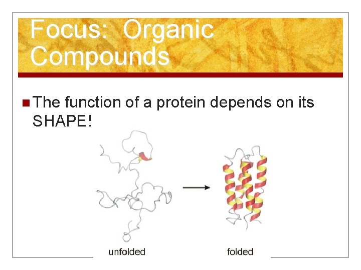 Focus: Organic Compounds n The function of a protein depends on its SHAPE! 