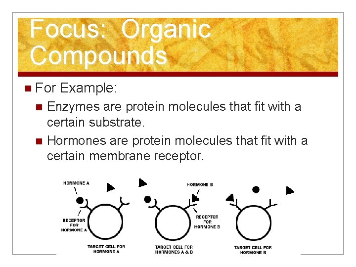 Focus: Organic Compounds n For Example: n n Enzymes are protein molecules that fit