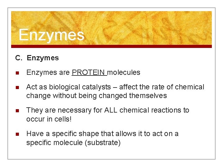 Enzymes C. Enzymes n Enzymes are PROTEIN molecules n Act as biological catalysts –