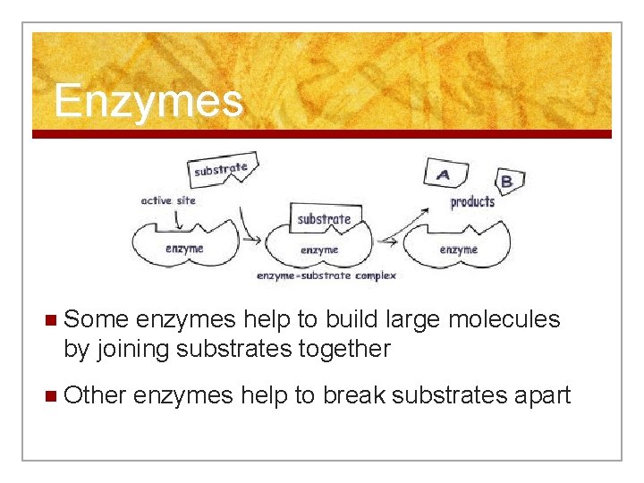 Enzymes n Some enzymes help to build large molecules by joining substrates together n