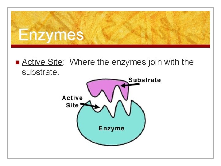 Enzymes n Active Site: Where the enzymes join with the substrate. 