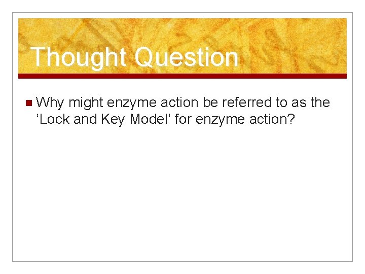 Thought Question n Why might enzyme action be referred to as the ‘Lock and