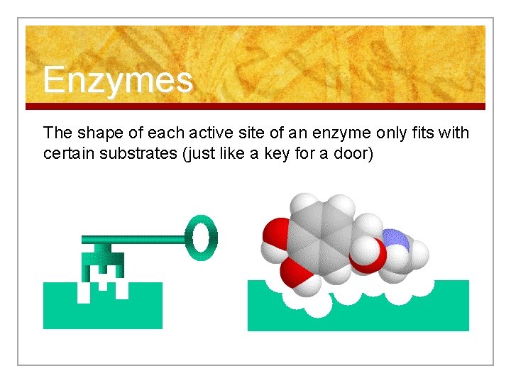 Enzymes The shape of each active site of an enzyme only fits with certain