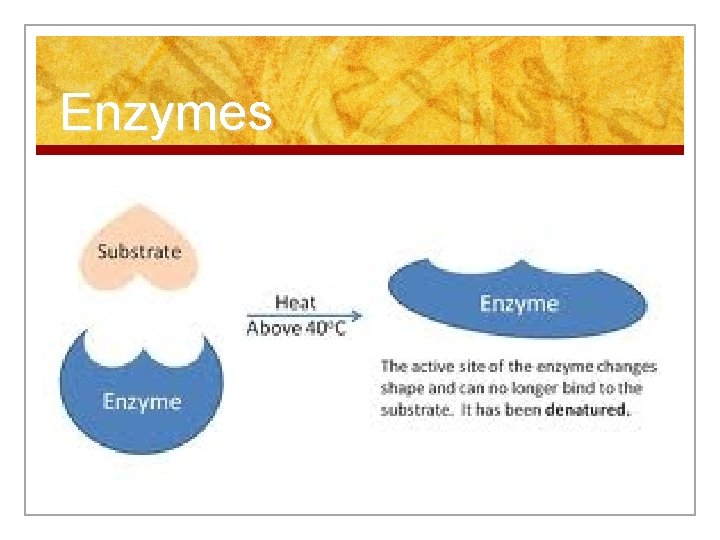 Enzymes 