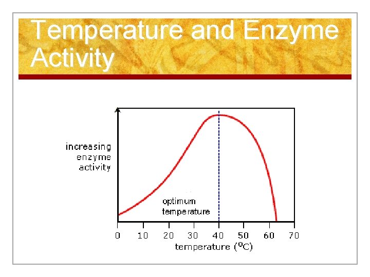 Temperature and Enzyme Activity 