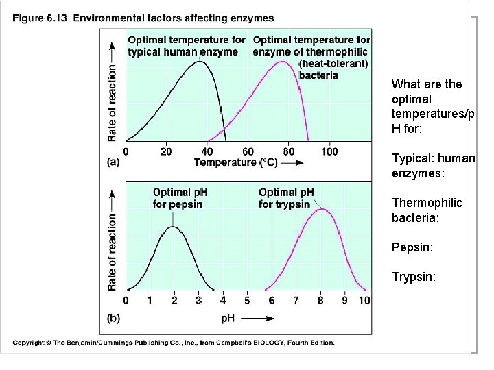 What are the optimal temperatures/p H for: Typical: human enzymes: Thermophilic bacteria: Pepsin: Trypsin: