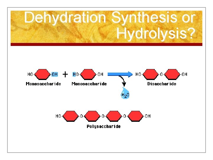 Dehydration Synthesis or Hydrolysis? 
