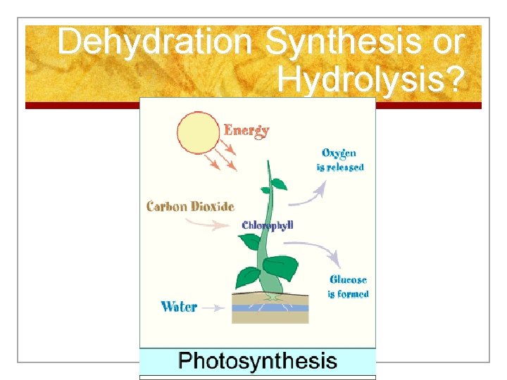 Dehydration Synthesis or Hydrolysis? 