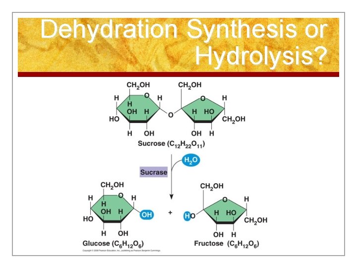 Dehydration Synthesis or Hydrolysis? 