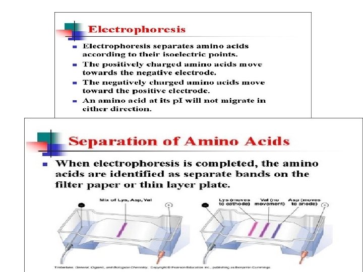 Separations of Amino Acids 