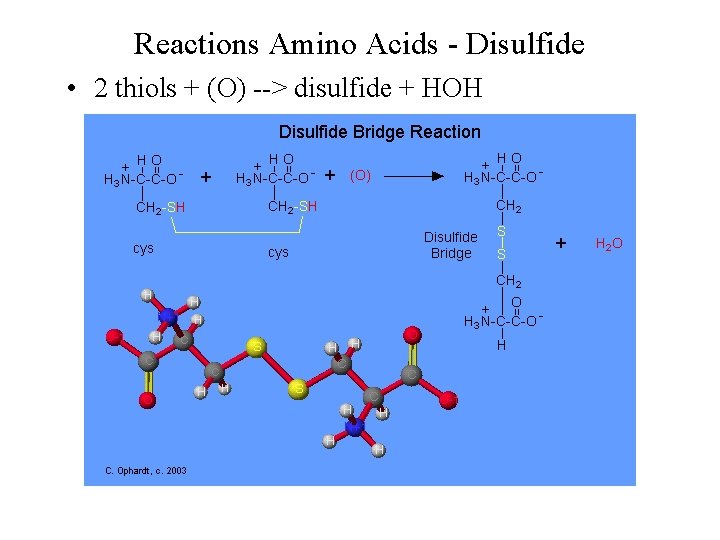 Reactions Amino Acids - Disulfide • 2 thiols + (O) --> disulfide + HOH
