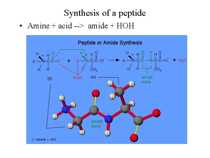 Synthesis of a peptide • Amine + acid --> amide + HOH 