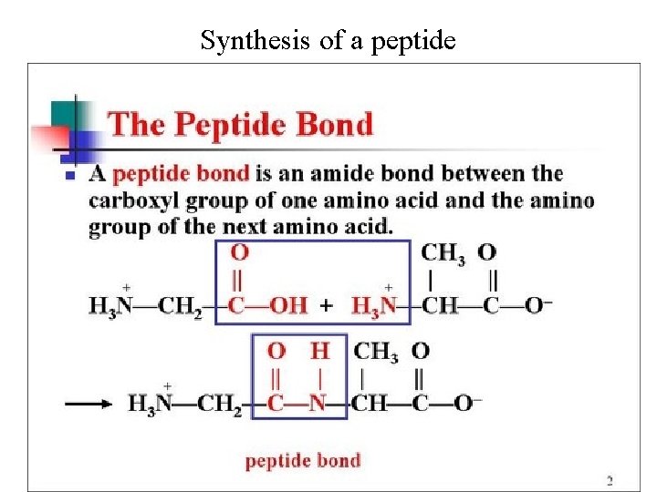 Synthesis of a peptide • Amine + acid --> amide + HOH 