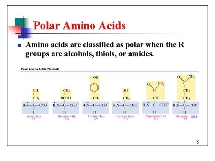 Amino Acids 