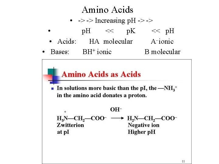 Amino Acids • -> -> Increasing p. H -> -> • p. H <<