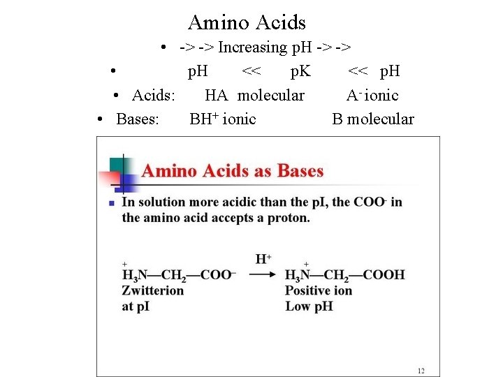 Amino Acids • -> -> Increasing p. H -> -> • p. H <<