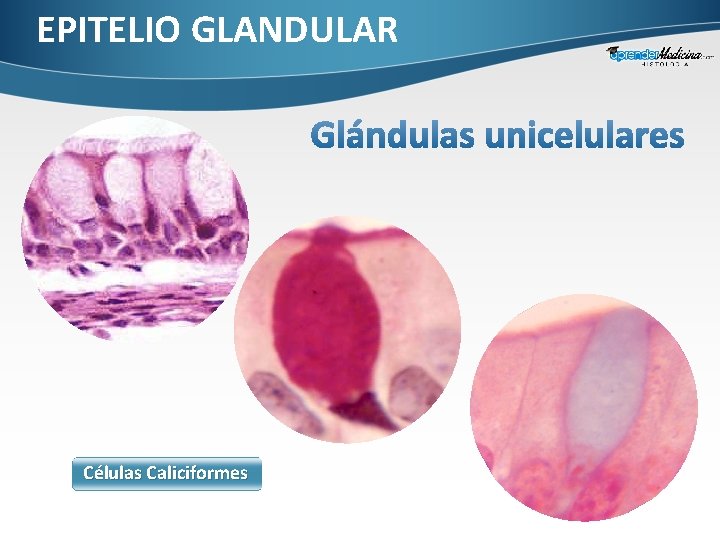 EPITELIO GLANDULAR Células Caliciformes 