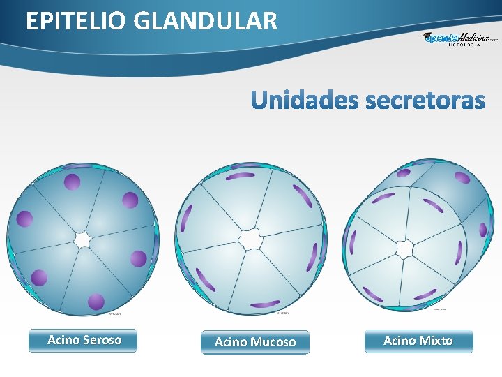 EPITELIO GLANDULAR Acino Seroso Acino Mucoso Acino Mixto 