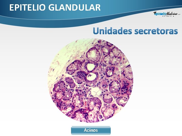 EPITELIO GLANDULAR Acinos 