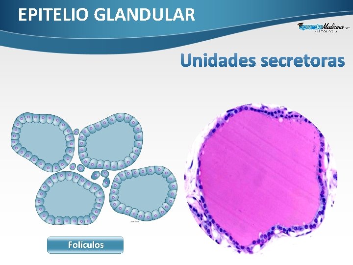 EPITELIO GLANDULAR Folículos 