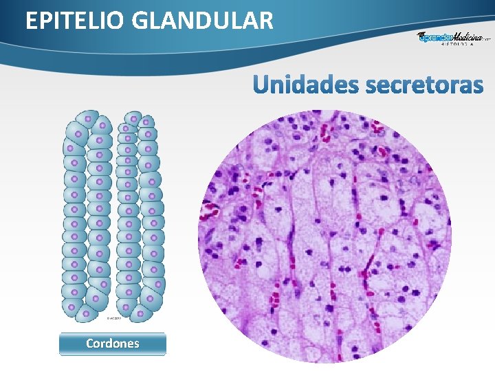 EPITELIO GLANDULAR Cordones 