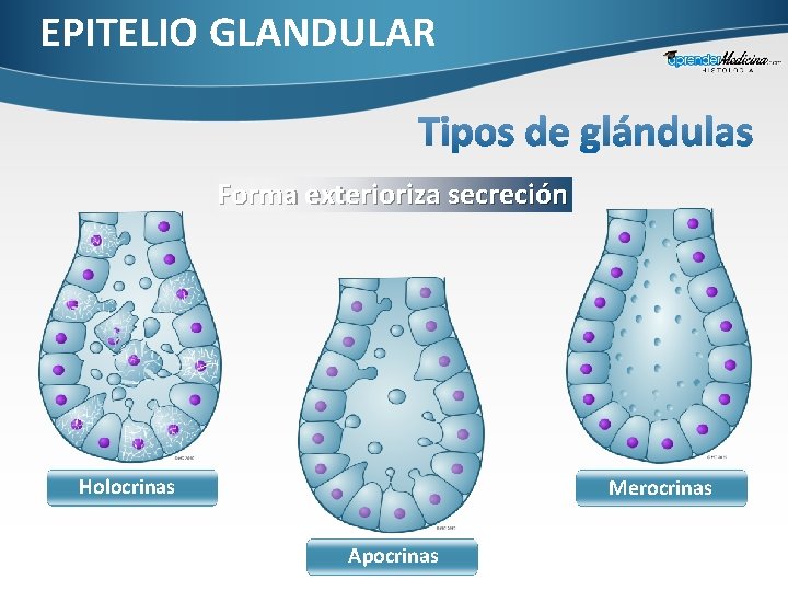 EPITELIO GLANDULAR Forma exterioriza secreción Holocrinas Merocrinas Apocrinas 